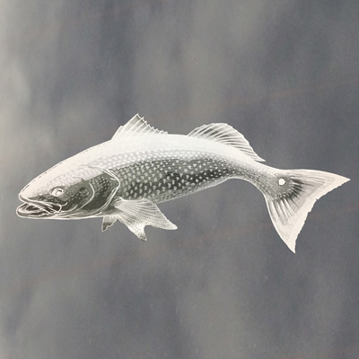 CSS Red Drum Decal